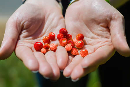 Wild strawberries in the palms
