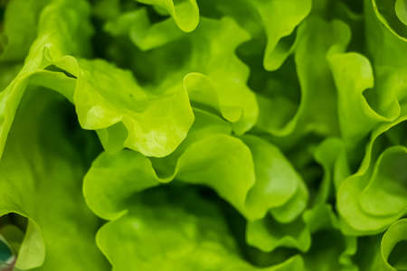 Lettuce leaves close-up. Healthy greens on a vegan diet.の写真素材