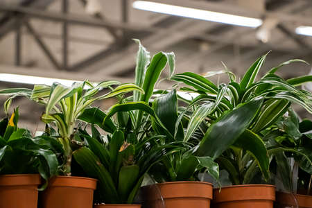 Beautiful green plants in pots close-up.の写真素材