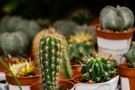 Beautiful succulents in pots. Blooming cactus close-up. Selective focusの写真素材