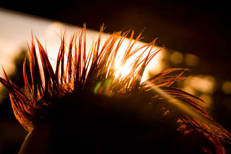 Ray of sunshine in the hair, mohawk at sunsetの写真素材