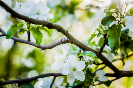 Beautiful flower in spring, delicate flowers macro