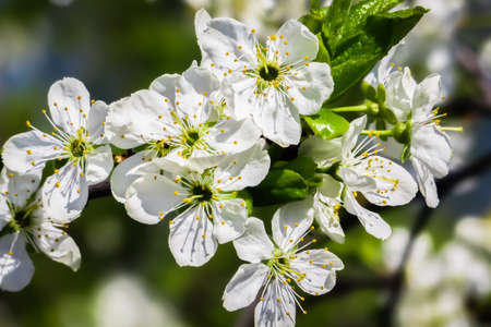 Beautiful flower in spring, delicate flowers macro