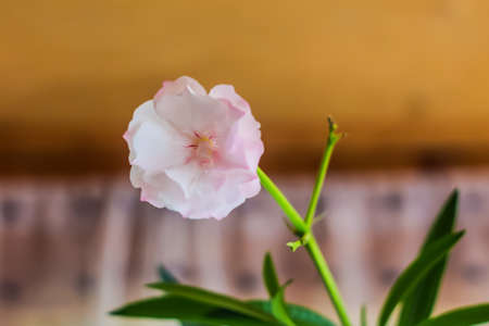 Beautiful flower in spring, delicate flowers macro