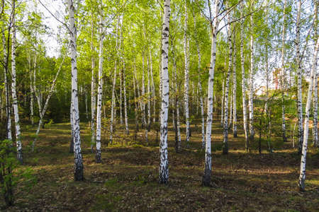 Young birch trees and fresh green birch leaves in spring, sunny day in the parkの写真素材