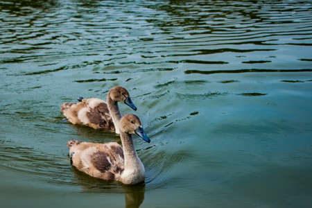 Young fluffy swans swim in the pond in clear water.の写真素材