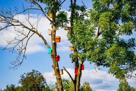 Many colorful bird houses on a green tree. Nature care concept