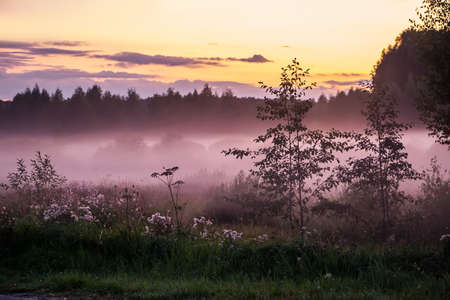 Beautiful pink fog at sunset. Twilight on the nature in the forest. Blurred background for designの写真素材