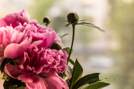 Bouquet of bright pink peonies on the window. Delicate pink peony and unopened flower bud on a light background. Place for text.の写真素材