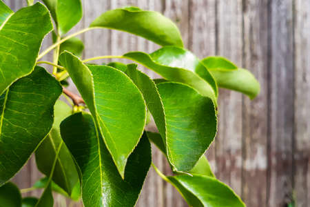 Fresh green leaves on a branch on a wooden background
