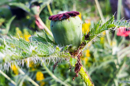 Head of poppy flower with seeds close-up. Medical opium plant.の写真素材