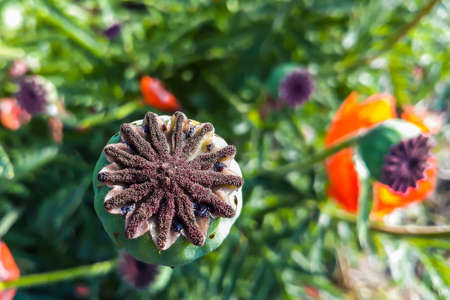 Head of poppy flower with seeds close-up. Medical opium plant.の写真素材