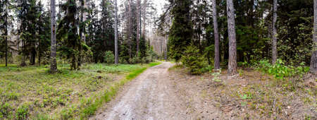 Sandy road in the summer forest among the green trees