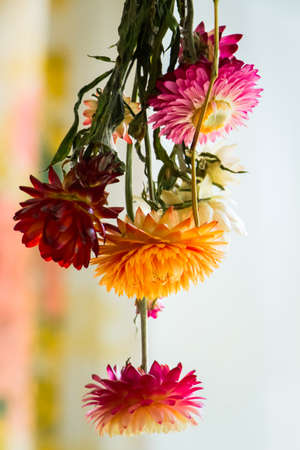 Autumn chrysanthemums on a dark background