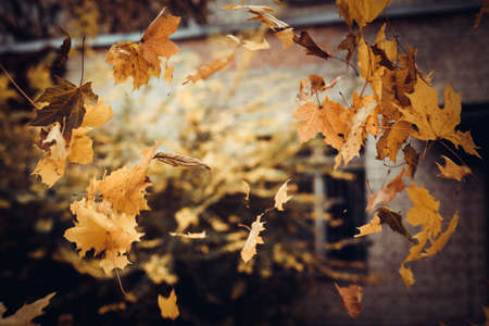 Yellow and red autumn leaves. Beautiful background