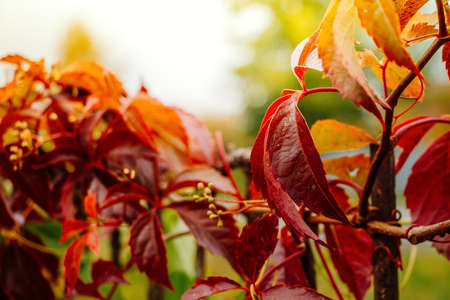 Wild vine, autumn red leaves in the sun. Selective focusの写真素材