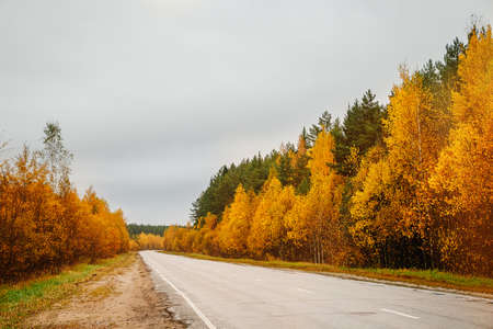 Empty road among the autumn forest, perspective. Beautiful rainy landscape.の写真素材