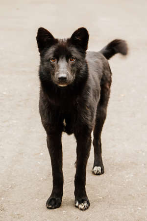 Cute domestic black dog with a careful look.の写真素材