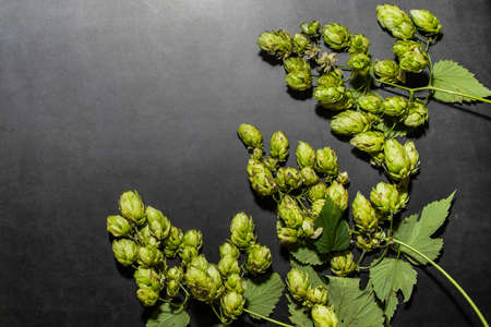 Branch of hops on a dark background. Component for making beer.の写真素材