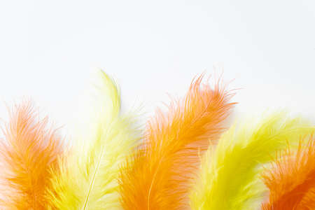Yellow and orange feathers on a white background. The process of creating decorations for the holiday, feather for boa. Background for design.の写真素材