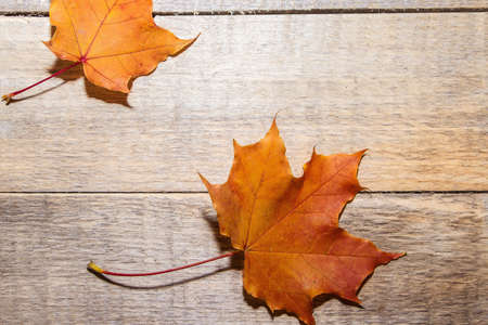 Colorful autumn leaves on a light wooden background.