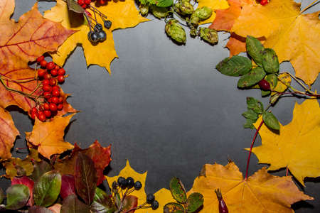Yellow and red autumn leaves on a dark gray background. Autumn composition for design.