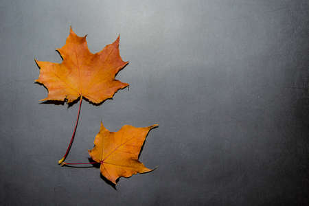 Frame of autumn yellow and red leaves on a dark background. Fall concept for design.