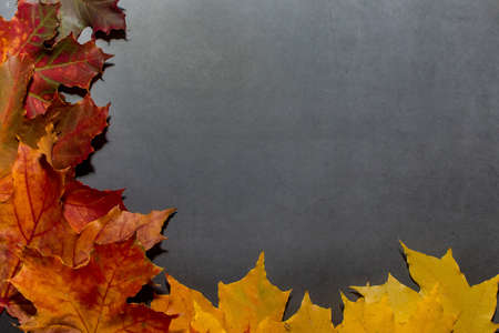 Yellow and red autumn leaves on a dark gray background. Autumn composition for design.