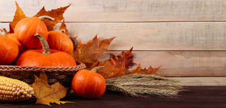 Autumn harvest and Thanksgiving. Ripe pumpkins, corn and wheat on a wooden background. Banner...