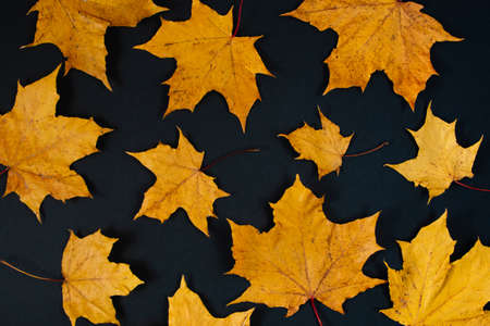 Autumn background of yellow maple leaves on a black background.の写真素材