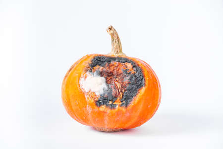 Rotten pumpkin with mold on a white background.の写真素材