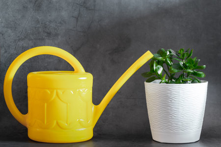 Yellow watering can and flower in pot on gray background. Houseplant care concept. Trending colors 2021 - Ultimate gray and illuminating.の写真素材