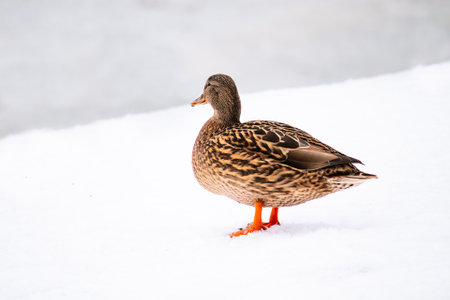Wild brown duck in winter. Hunting for mallards. Bird watching.の写真素材