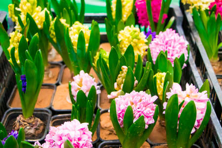 Seedlings of multicolored hyacinths in pots. Sale at flower shop.の写真素材