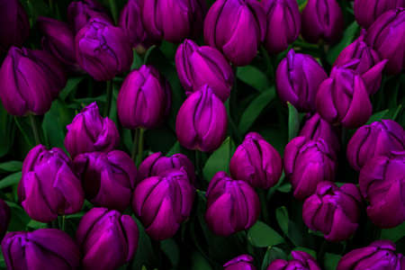 Fresh spring tulips on flower field. Tulip Festival. Bright Easter flowers.