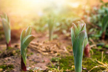 First green sprouts of flowers grow from the ground. Early spring. Gardening and farming concept. Selective focus.の写真素材