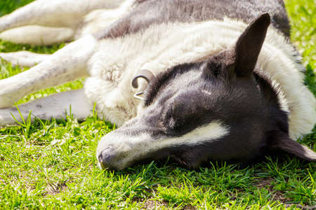 Domestic dog sleeps on grass under the spring sun.の写真素材