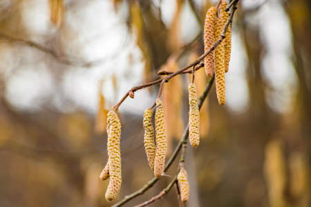 Blossoming hazelnuts in early spring. Green buds close up. Pollen allergy concept.