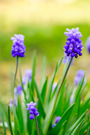 First spring muscari close-up. Blue flowers in the garden. Natural background, place for text.の写真素材