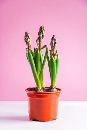 Spring hyacinth in pot on pink background. Unopened flower buds. Home gardening concept.