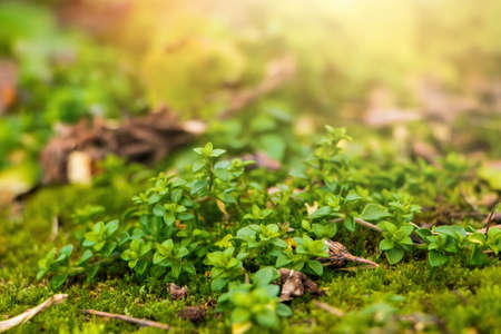 First spring flowers in the garden. Green buds of plants close up. Selective focus.