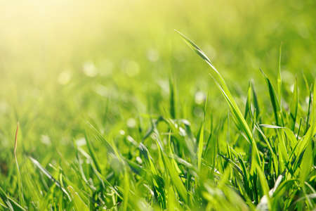 Young green fresh grass in spring. Greenery in sun. Abstract natural background.の写真素材