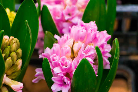 Seedlings of multicolored hyacinths in pots. Sale at flower shop.の写真素材