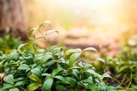 First spring flowers in the garden. Green buds of plants close up. Selective focus.