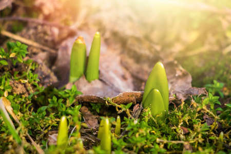 First green sprouts of flowers grow from the ground. Early spring. Gardening and farming concept. Selective focus.の写真素材