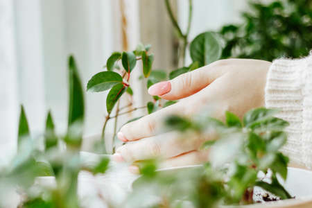 Woman caring for house plants in pots. Eco-friendly hobby and sustainable lifestyle. Growing potted flowers. Home garden.の写真素材