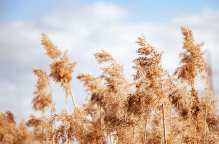 Golden reed seeds in neutral tones on a light background. Pampas grass at sunset. Dry reeds close...