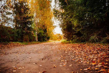 Autumn sandy road strewn with fallen yellow leaves. Sunny village dayの写真素材