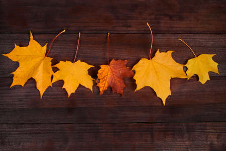 Yellow autumn maple leaves on a brown wooden background. Fallen foliage. Backdrop for design. Copy...