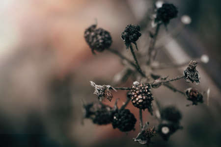Dry plants and berries. Beautiful dark autumn background. Dried flowers close-up. Poster for the interior.の写真素材